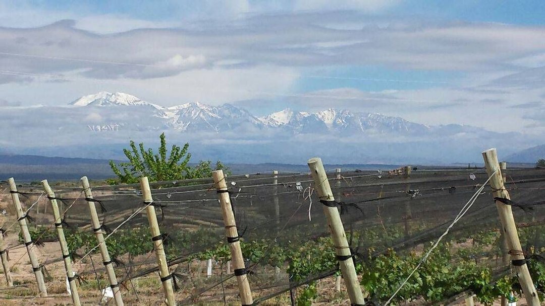FINCA VITIVINICOLA Excelente oportunidad!
