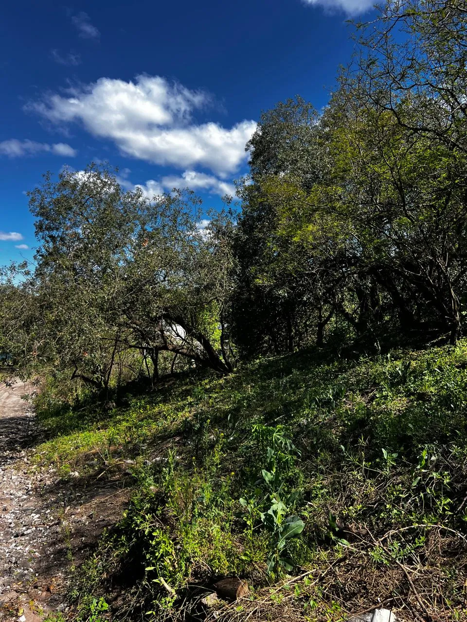 DOS LOTES A LA VENTA EN MENDIOLAZA – BARRIO LOMAS DE MENDIOLAZA