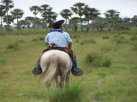 Campo arrocero  y ganadero