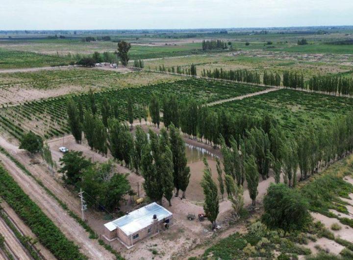 Campo · 45ha
