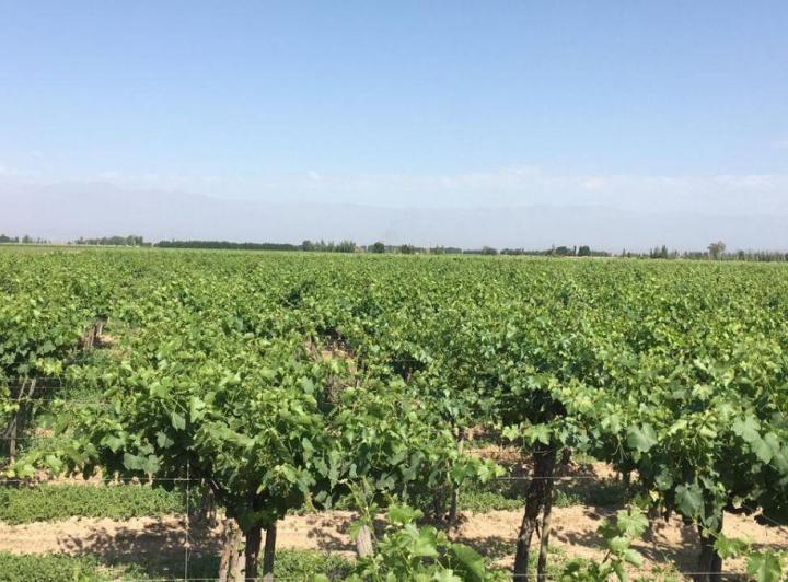 Campo · 21ha