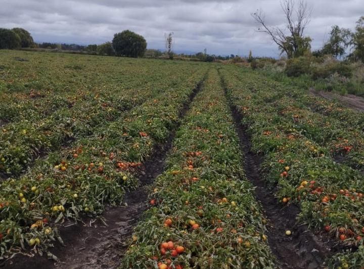 Terreno · 16ha