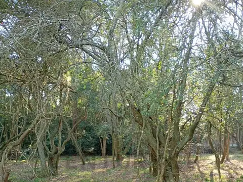 Venta de lote en villa elisa