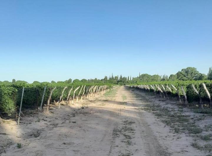 Campo · 200ha