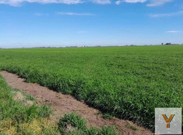 Campo · 33800000m²