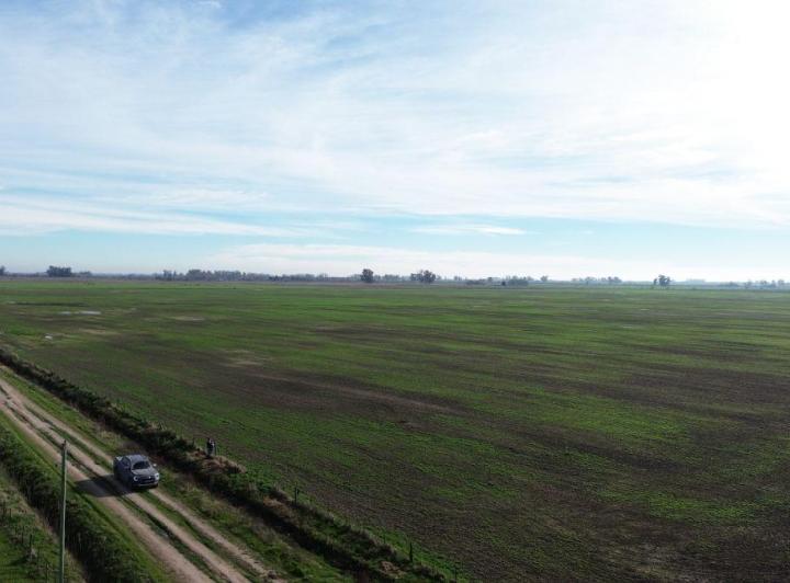 Campo · 71ha