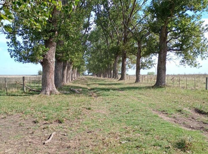 Campo · 302ha