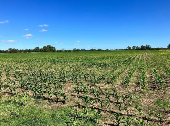 Campo · 165000ha