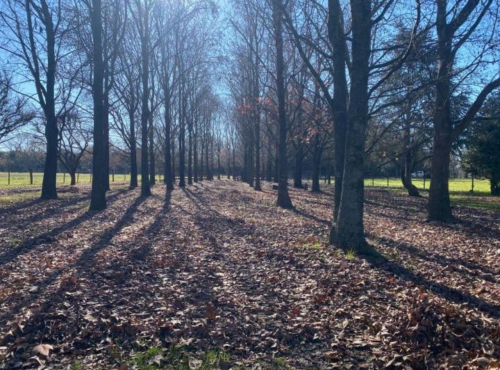 Campo · 300ha