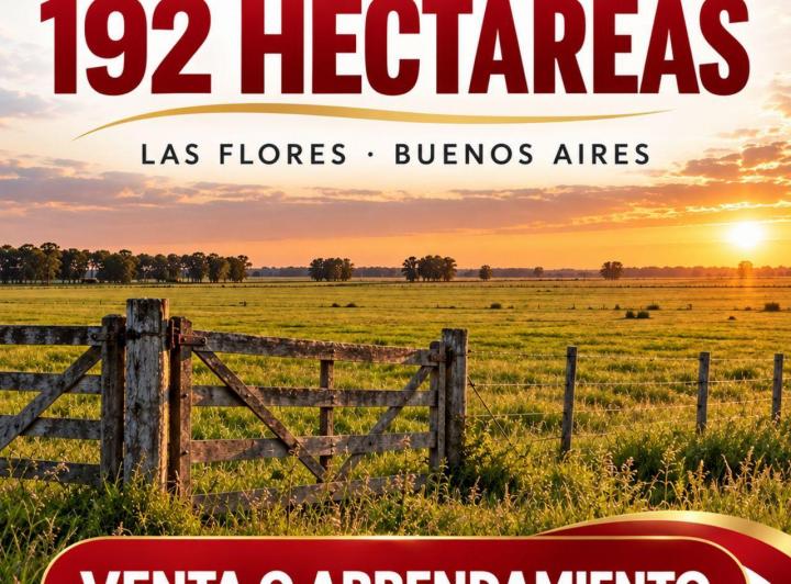 Campo
