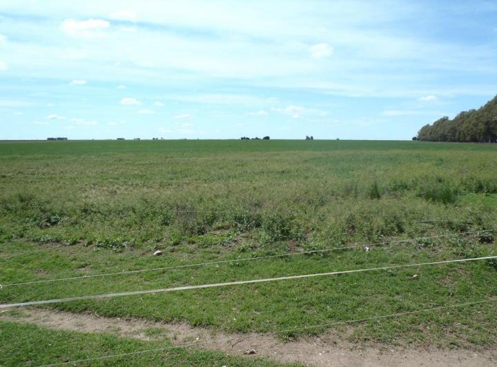 Campo · 400ha