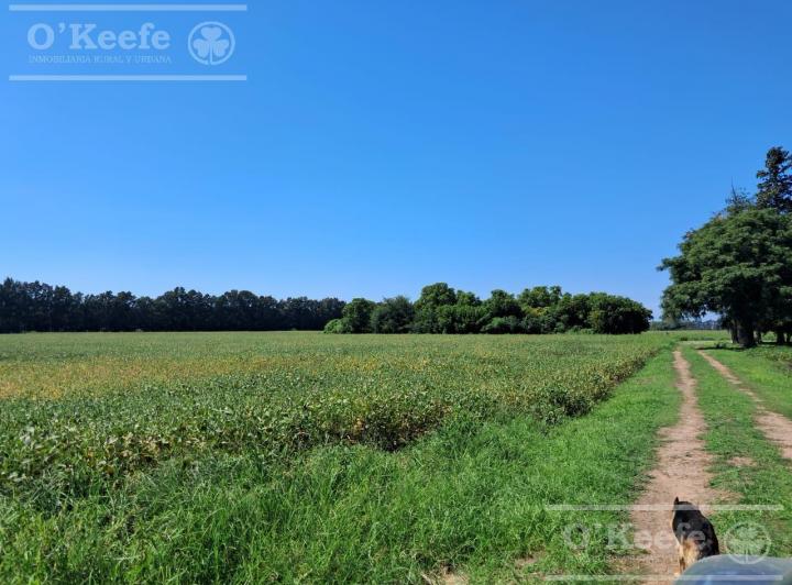 Campo · 200ha · 5 Ambientes