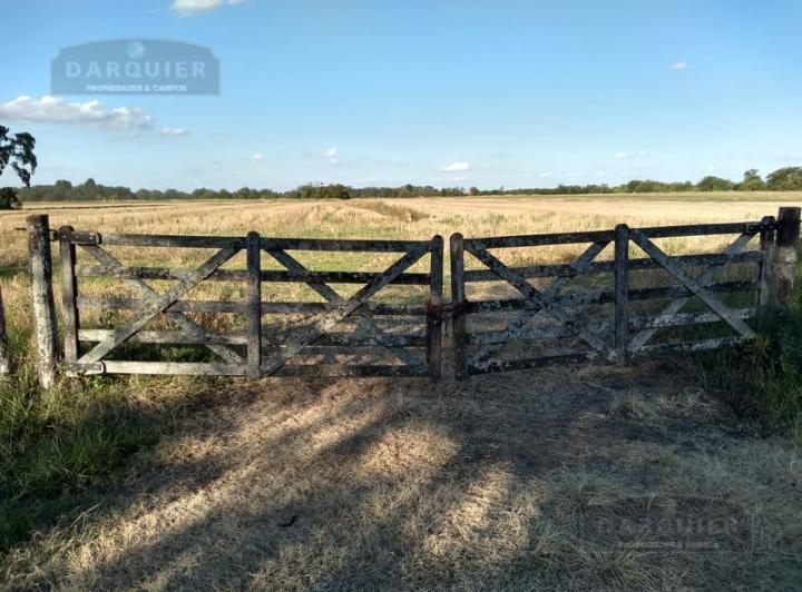 Campo