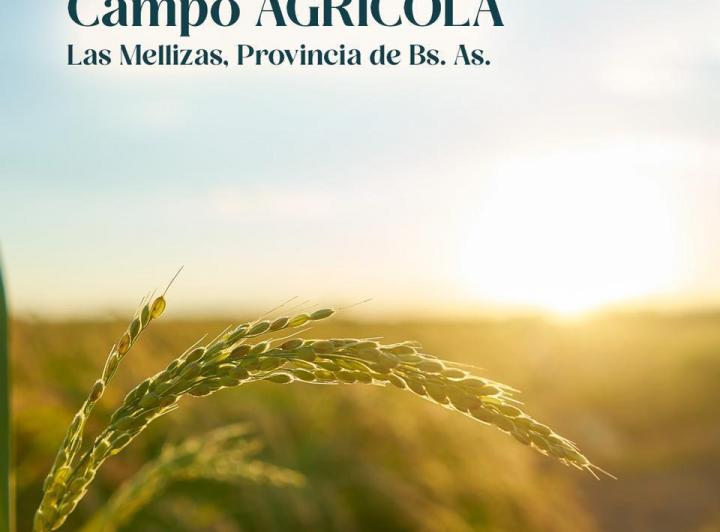 Campo · 50ha