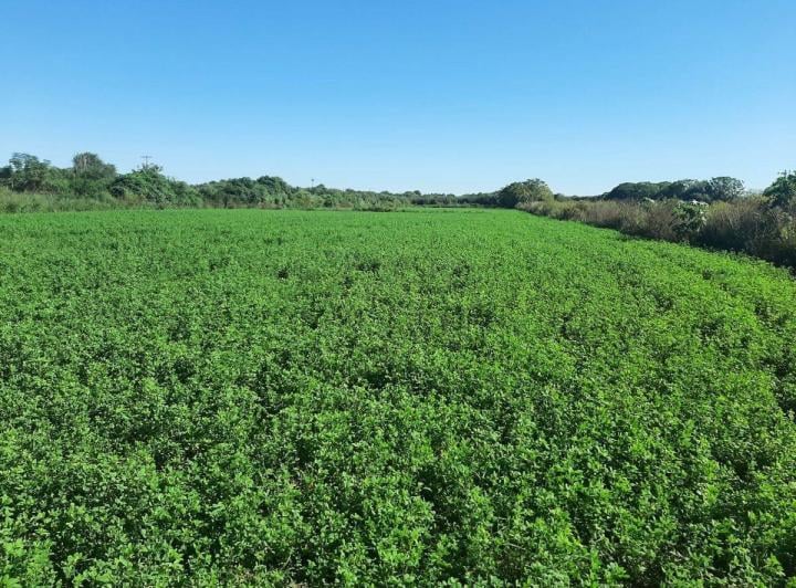 Campo · 23ha