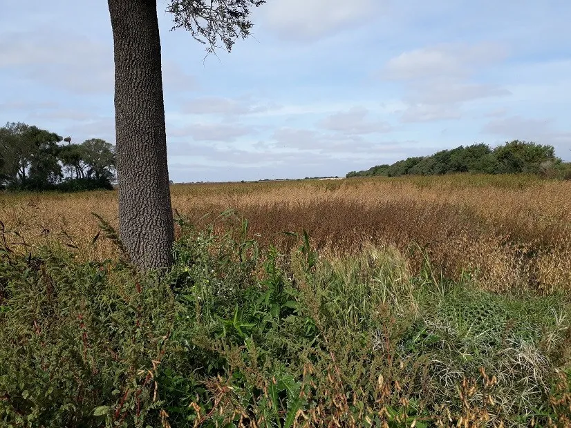 VENTA CAMPO 8 HECTAREAS - A 15 KM DE TINOCO CORDOBA