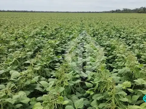 En venta | campo agrícola de 2.900 ha en zona porotera | rp 5 | salta