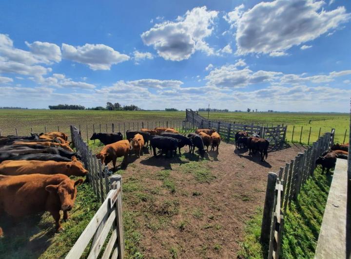 Campo · 170ha
