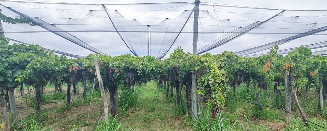 VENTA FINCA 24 HECTAREAS LA DORMIDA