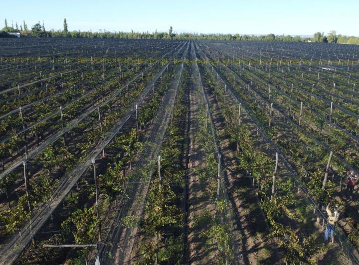 Campo · 150m²