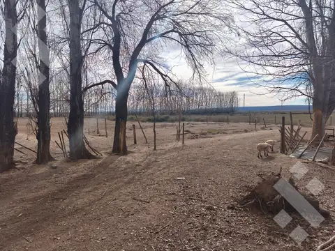 Venta de chacra, 30 has en senillosa, 10 has sistematizadas