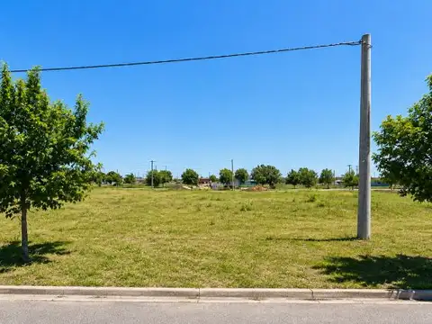 Lote único