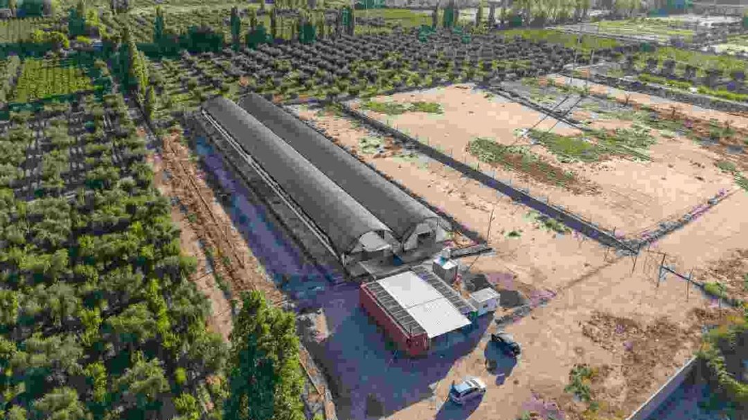 INVERSIÓN CAMPO INVERNÁCULO Y OLIVOS MAIPÚ RUTA 60