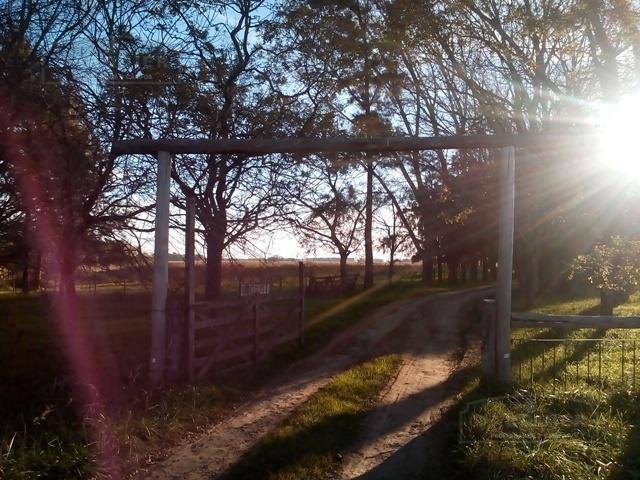 Campo