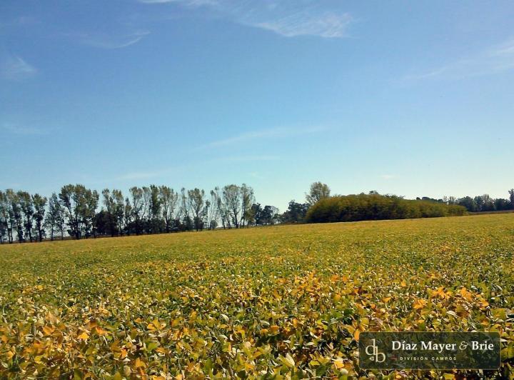 Campo · 630ha