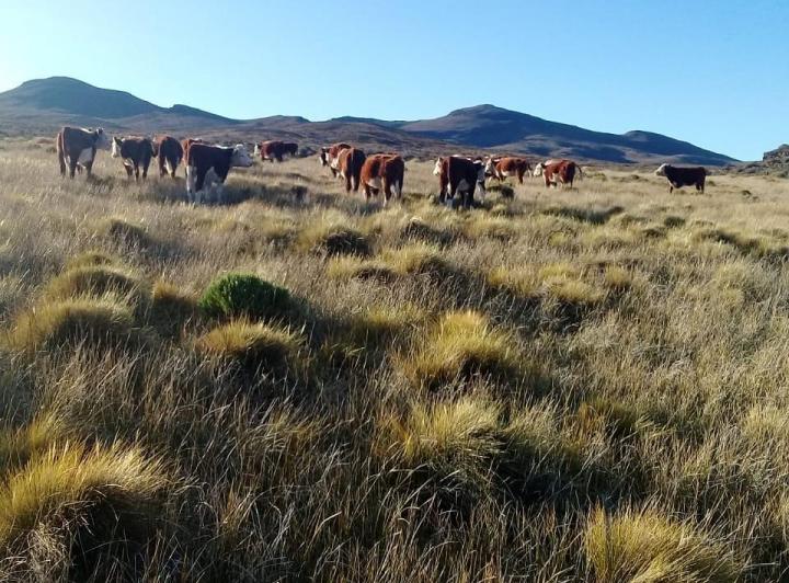 Terreno · 90ha
