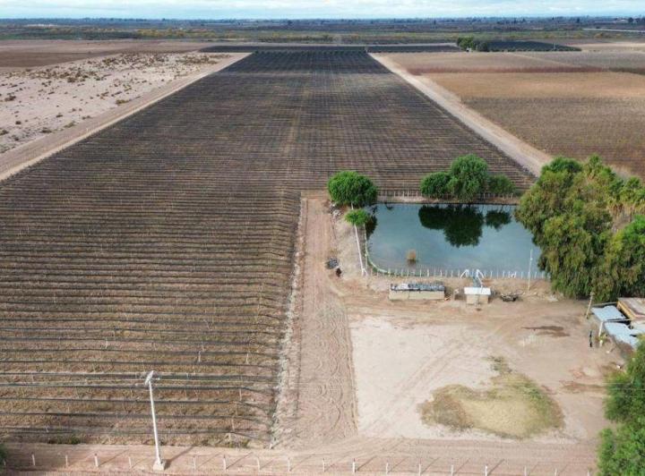Campo · 29ha