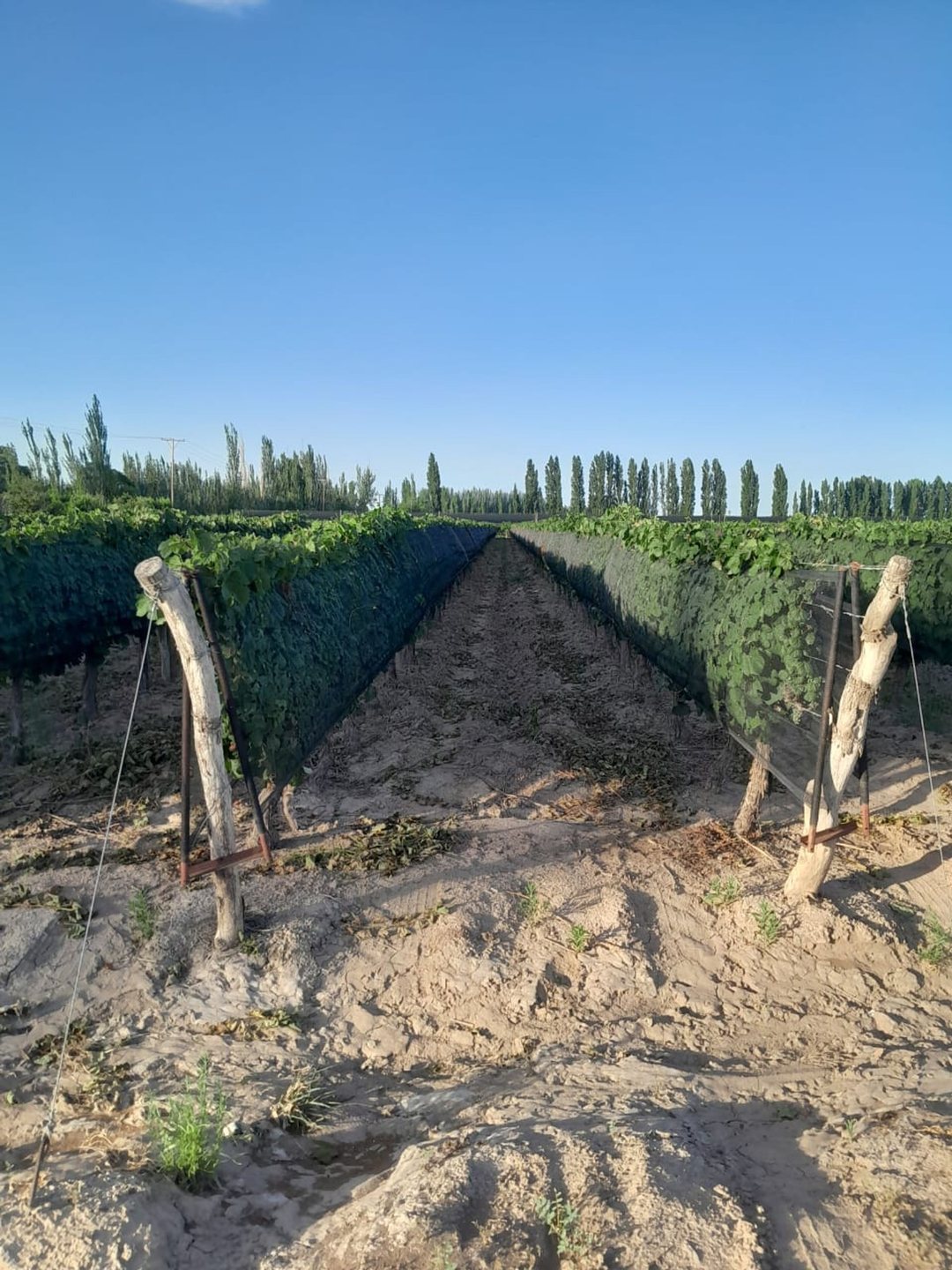 FINCA. VENTA. MEDRANO. JUNIN. 19 Ha 4.147m2