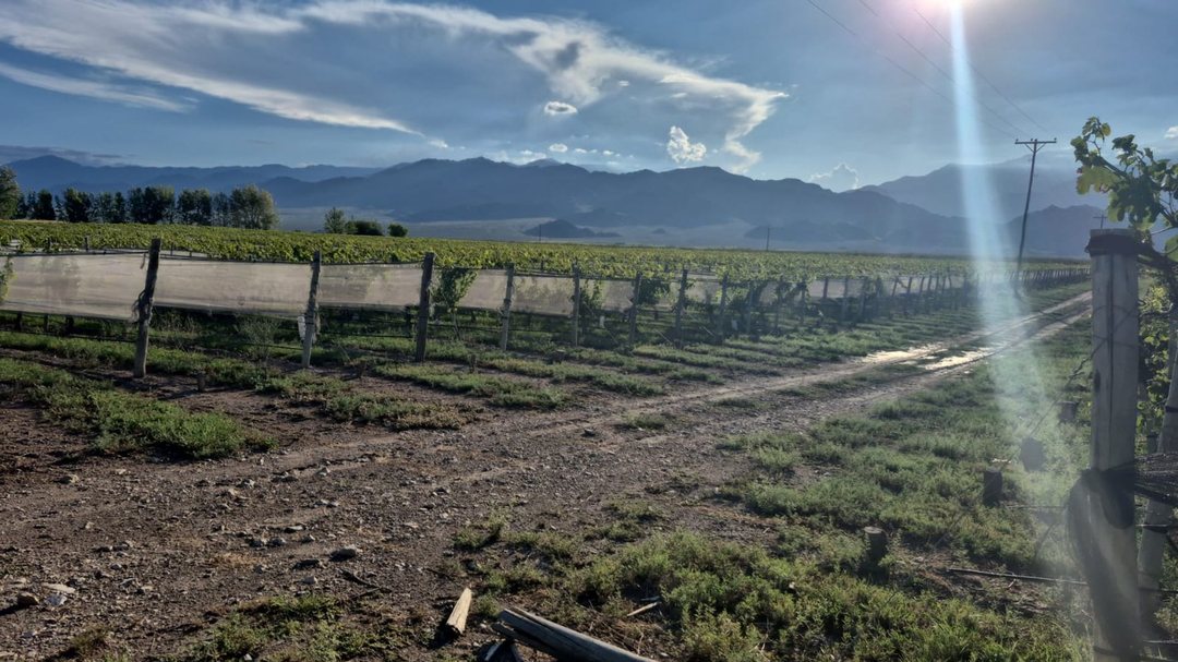 FINCA SAN CARLOS MENDOZA