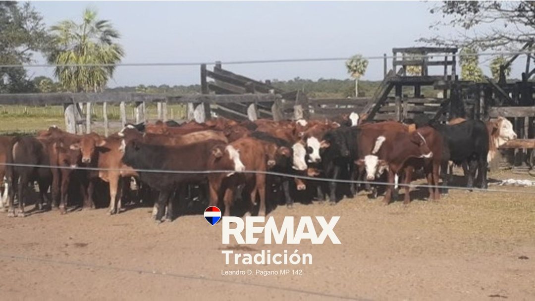 VENTA CAMPO GANADERO 1470 Ha PCIA DE LA PLAZA
