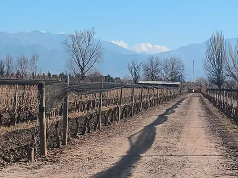 Finca 18 has con viñedos en venta en valle de uco