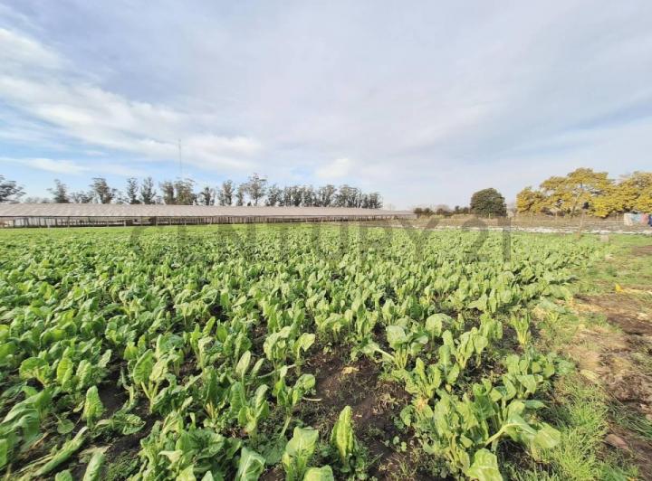 Terreno · 50000m²
