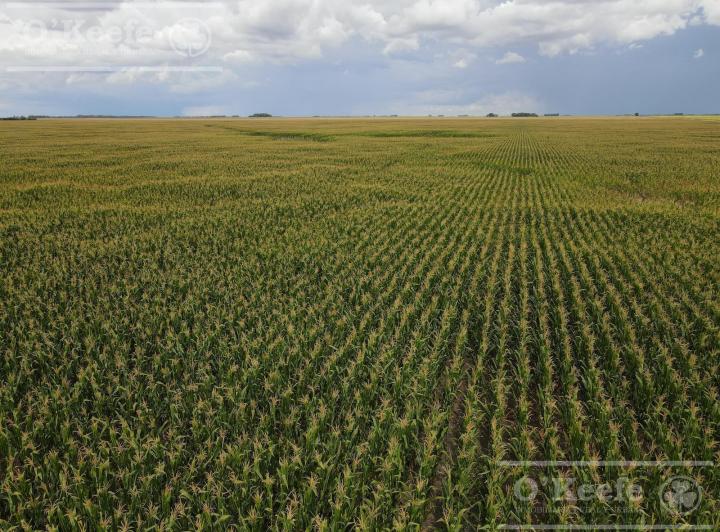 Campo · 447ha
