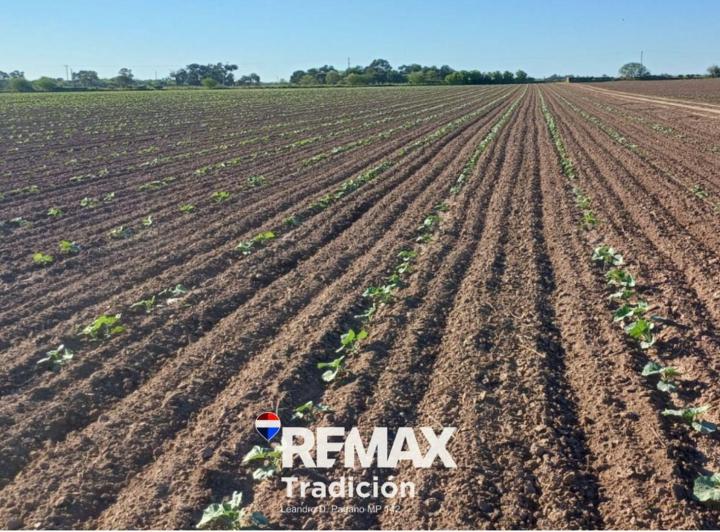 Campo · 100ha