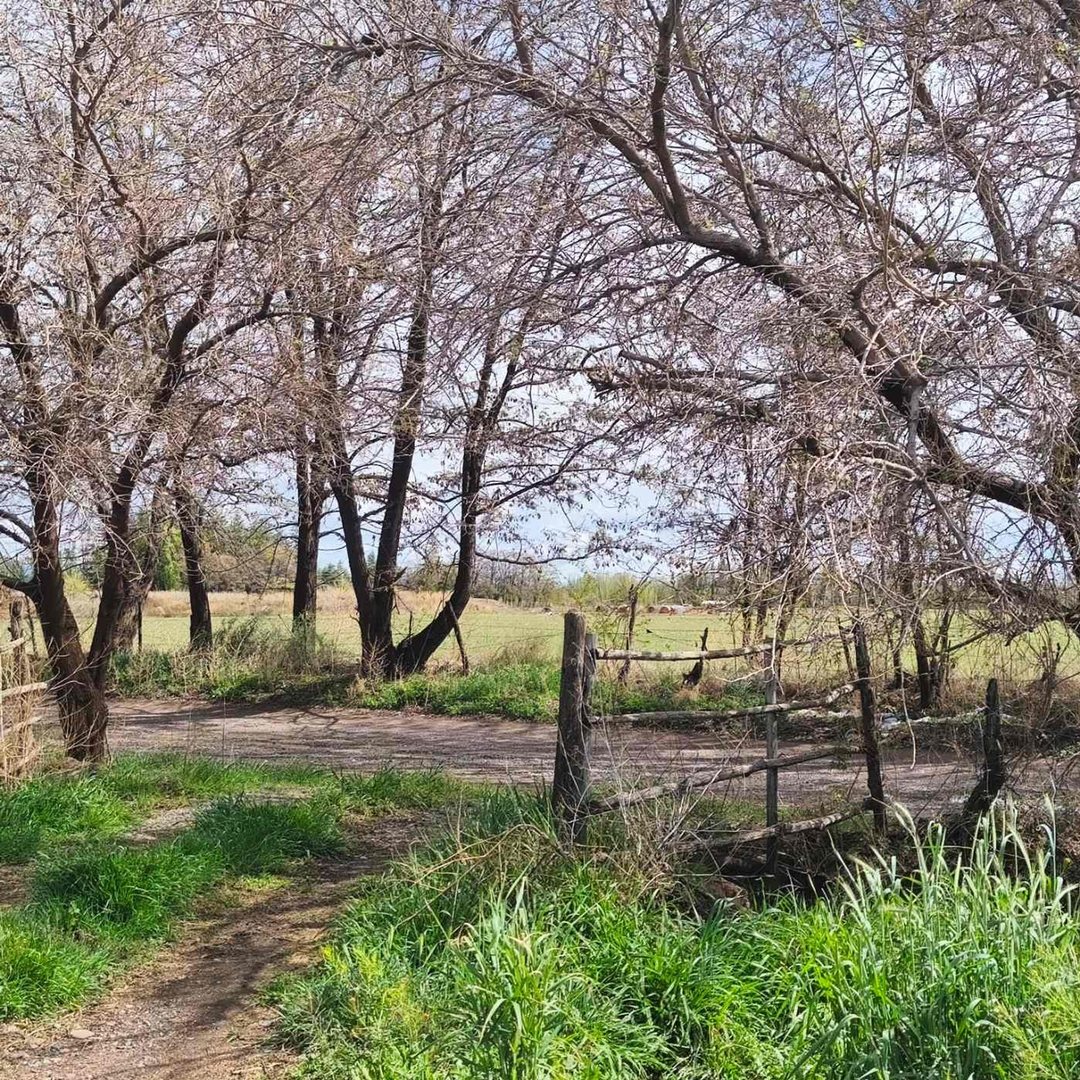 Chacra en Venta 4 Has San Carlos Valle de Uco