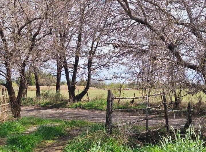 Campo · 4ha