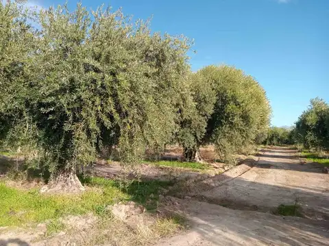 Terreno en venta en russell maipu mendoza