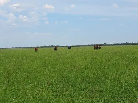 Campo ganadero de 575 has en san javier