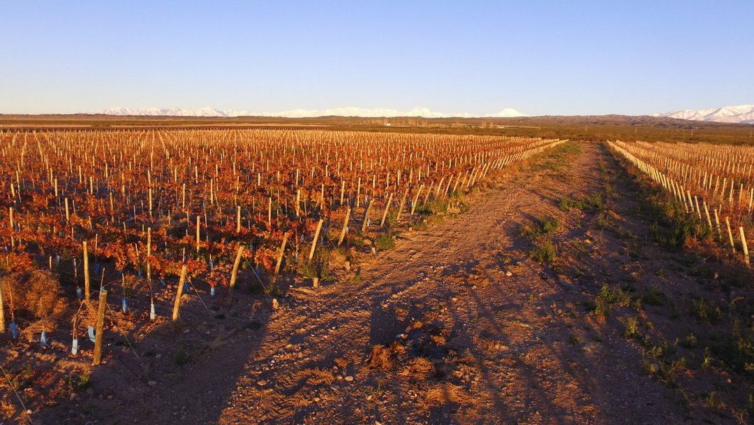 VENTA DE FINCA EN ALTO AGRELO 150HAS