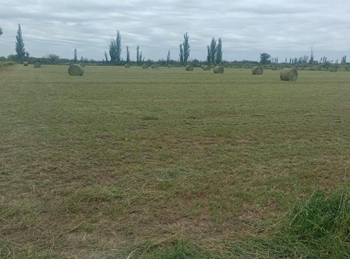 Campo · 100ha