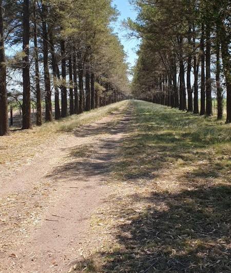 Campo · 170ha