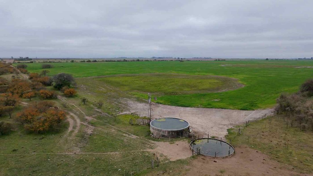 VENTA CAMPO 323 has mixtas entre Nelson y Llambi