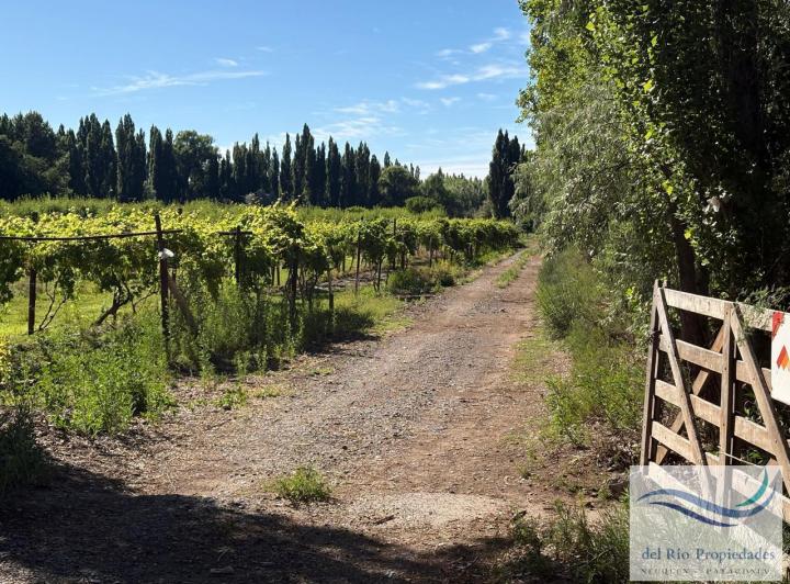 Campo · 69000ha