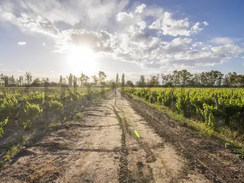 Se vende finca en lujan de cuyo