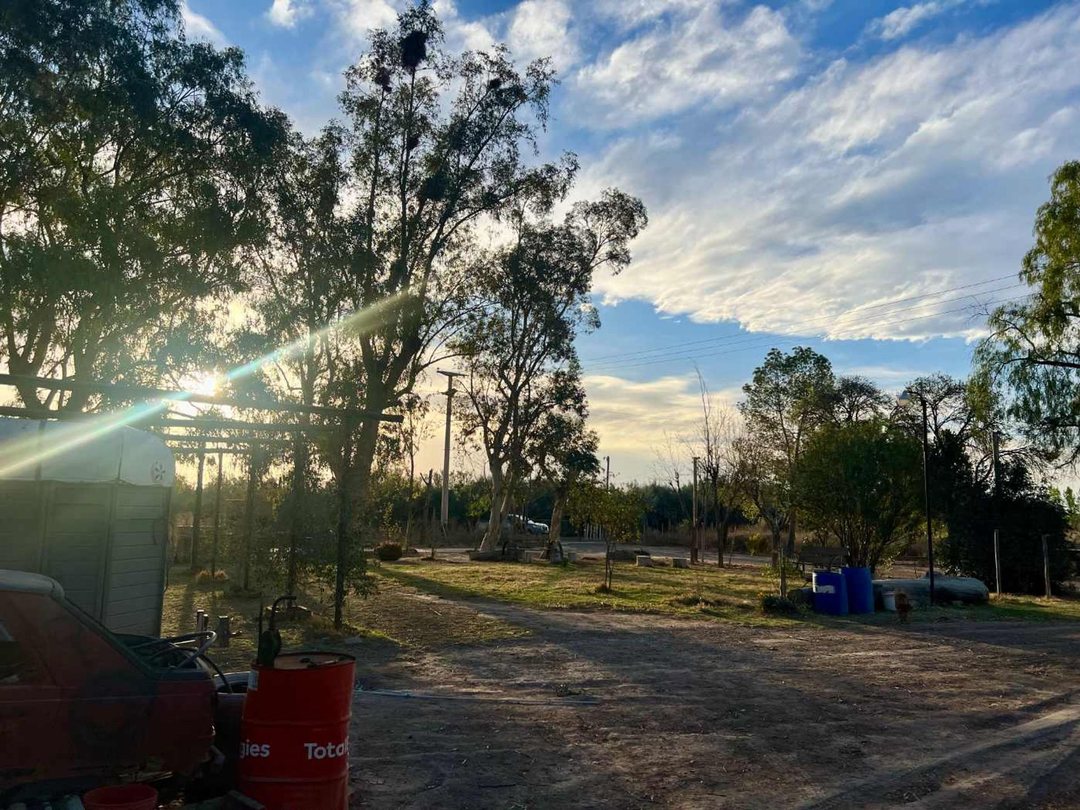 Venta Campo Agrícola Tres de Mayo Lavalle Mendoza