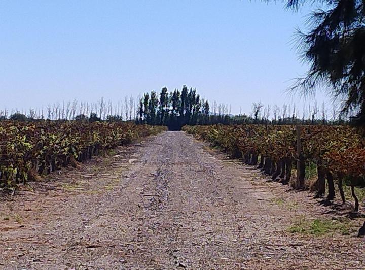 Campo · 200ha